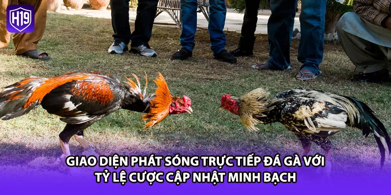 Giao diện phát sóng trực tiếp đá gà với tỷ lệ cược cập nhật minh bạch