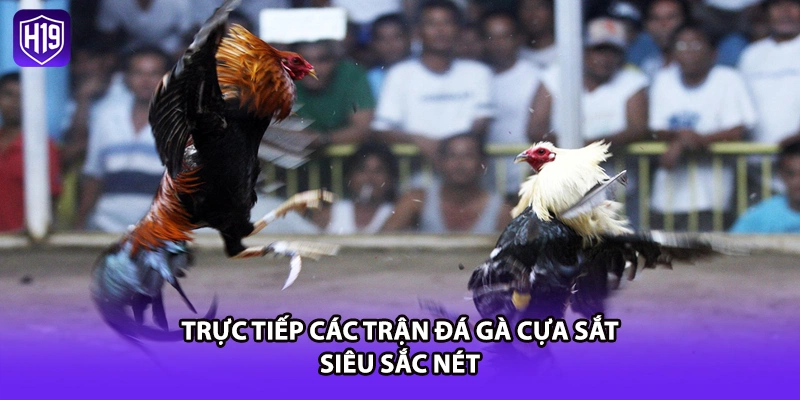 Trực tiếp các trận đá gà cựa sắt siêu sắc nét